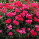 Image for article titled A Complete Guide To Buying Her Flowers
